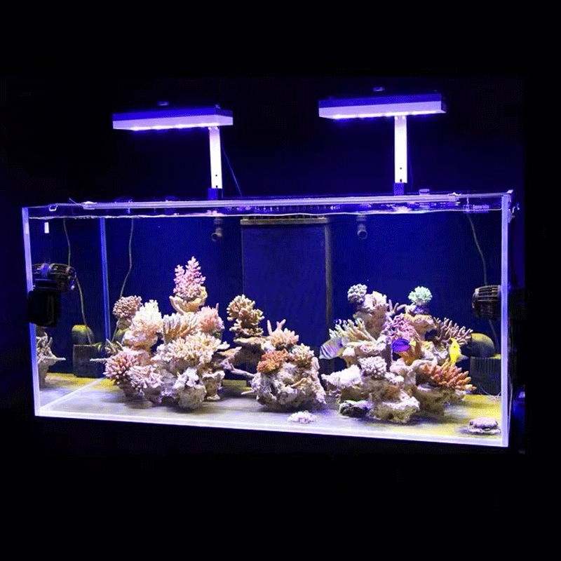 Lampu LED Terumbu Karang Aqua  - Reef Lighting ulasan dan harga