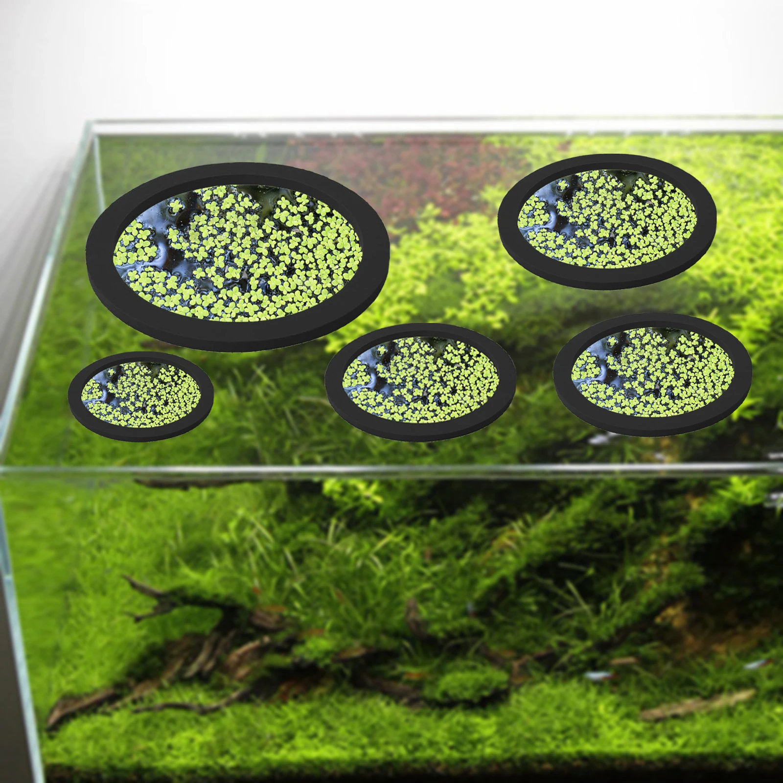 5 buah EVA cincin pemberi maka - Ocean Aquarium ulasan dan harga